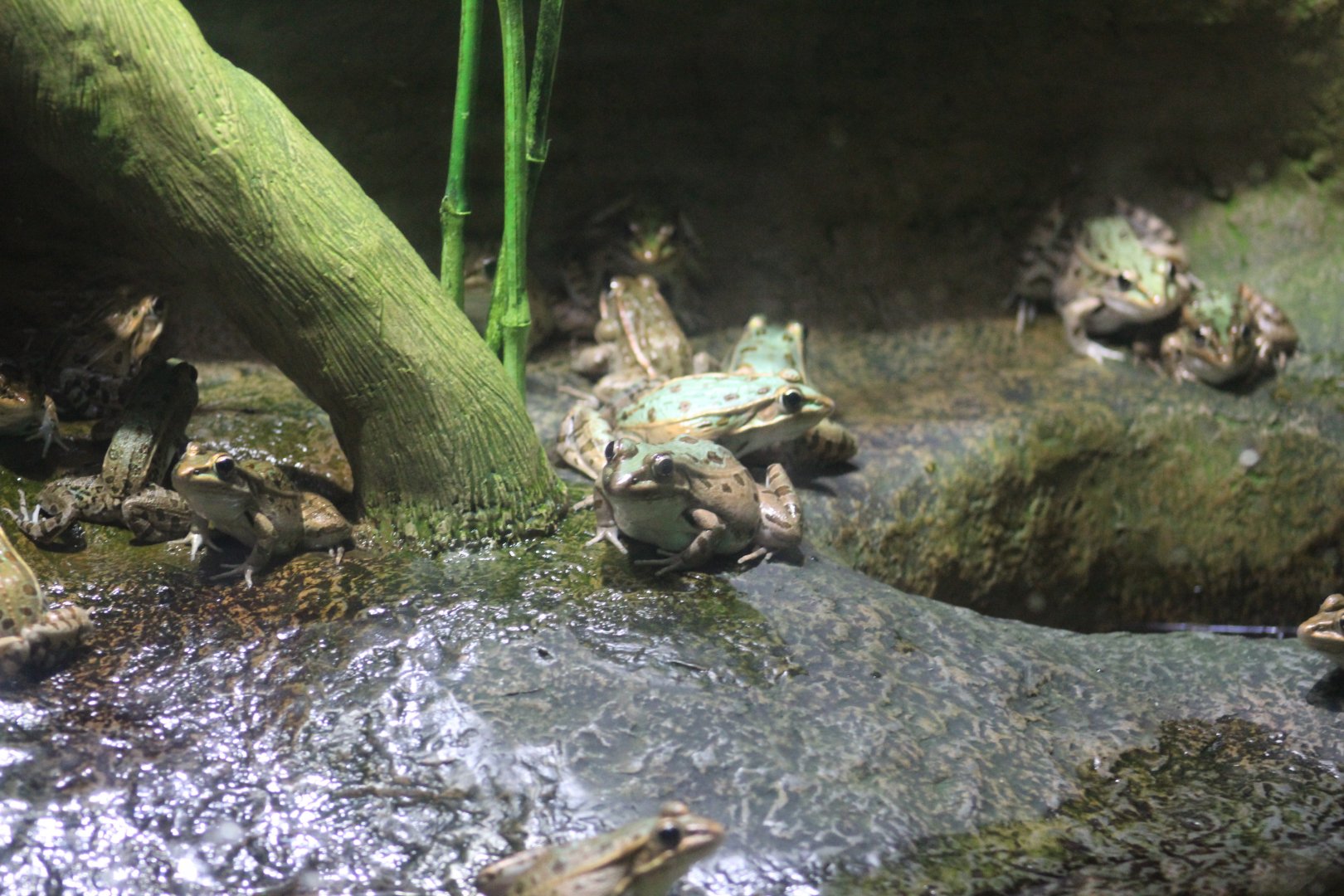 Southern Leopard Frog