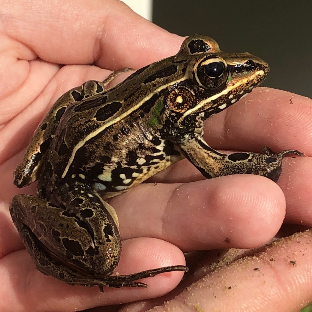Southern Leopard Frog