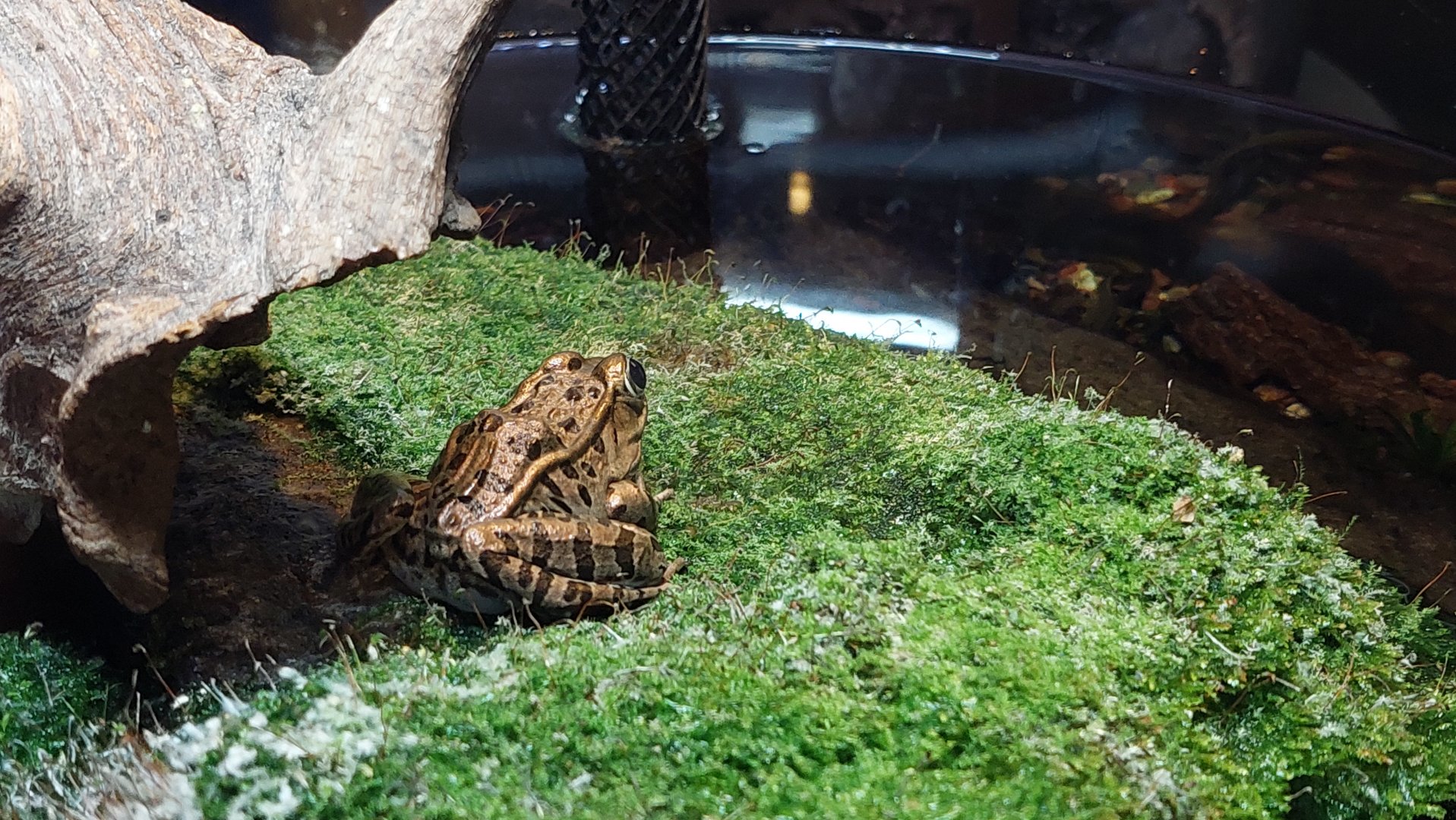 Southern Leopard Frog