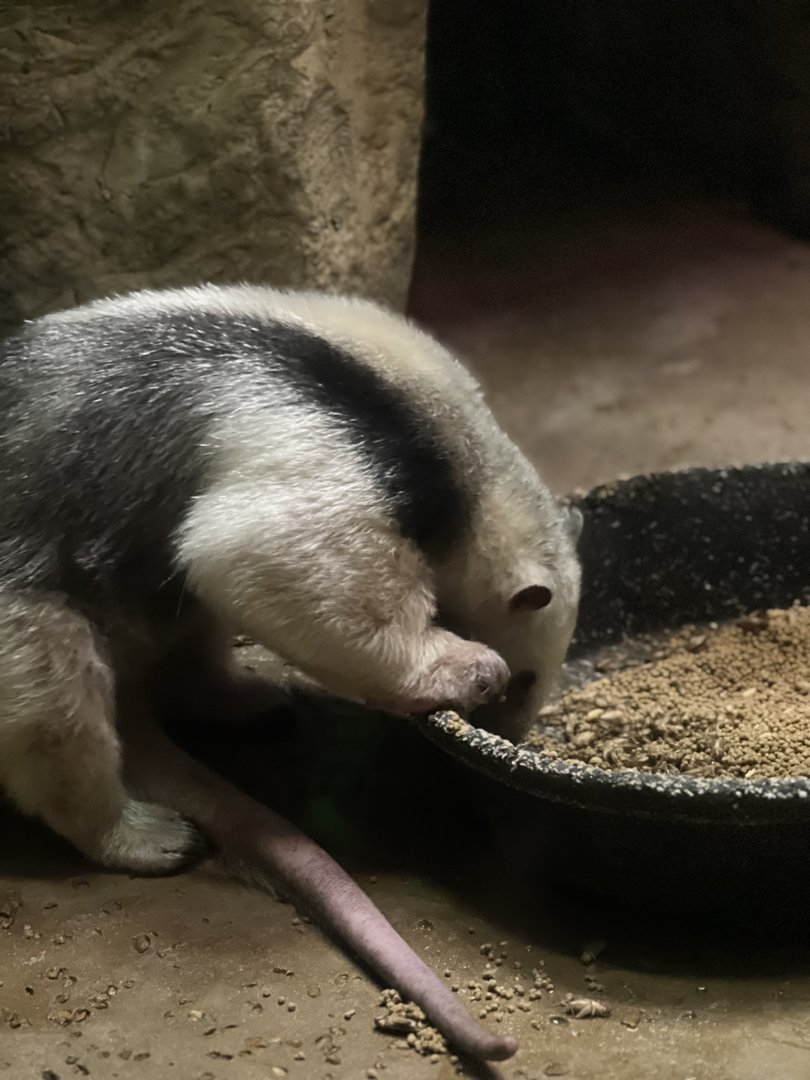Southern lesser anteater