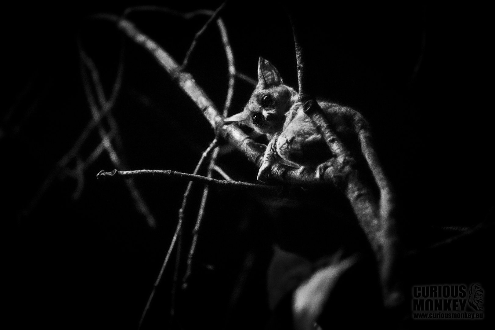 Southern Lesser Galago (galago moholi) 03/21