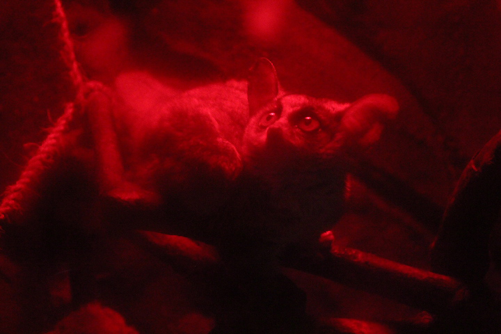 Southern lesser galago (Galago moholi moholi) - Suraloka Interactive Zoo