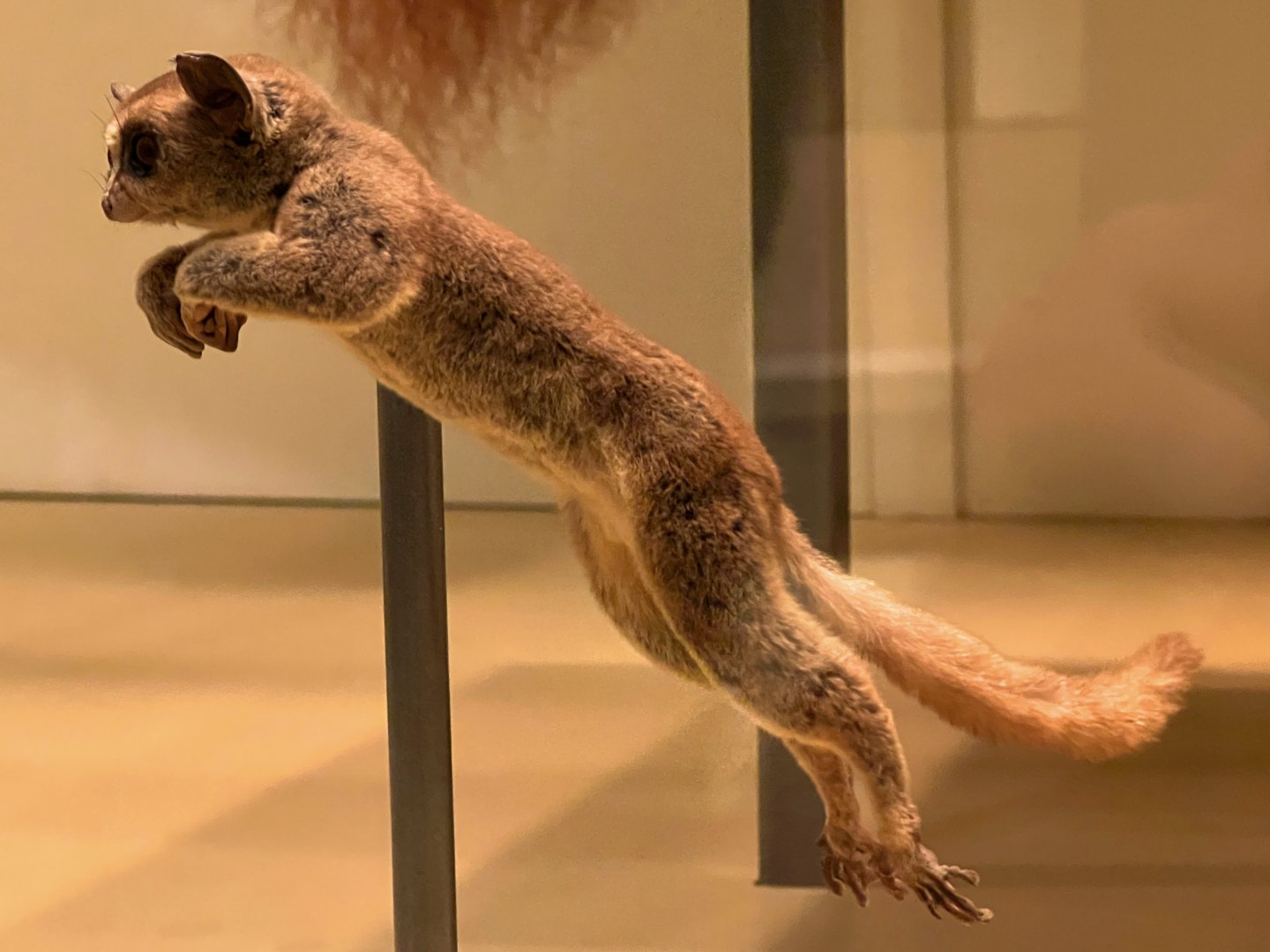 Southern Lesser Galago