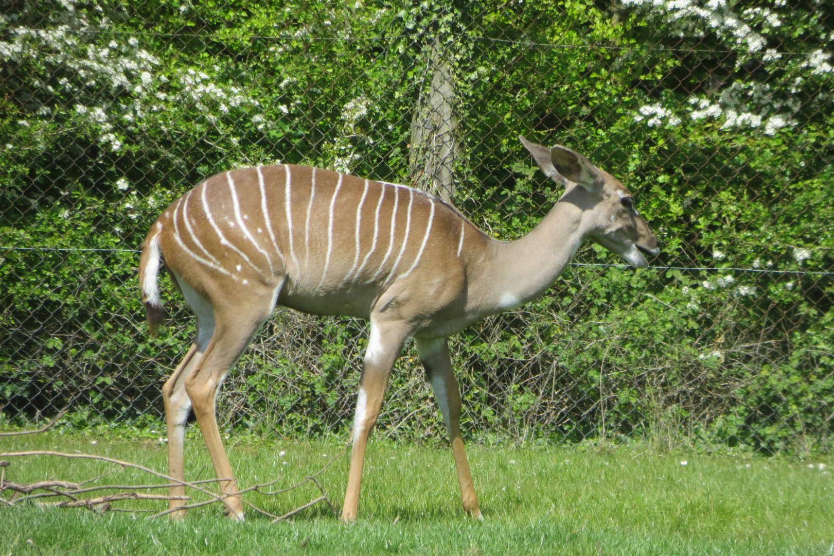 Southern lesser kudu 110519