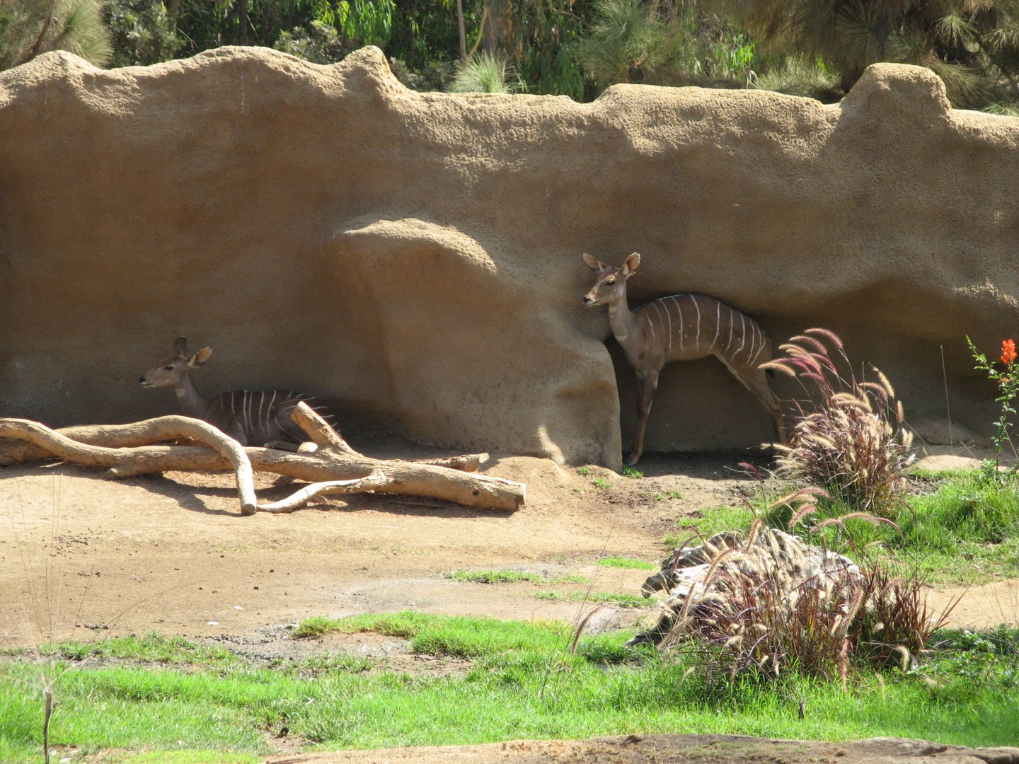 Southern Lesser Kudu (2008)