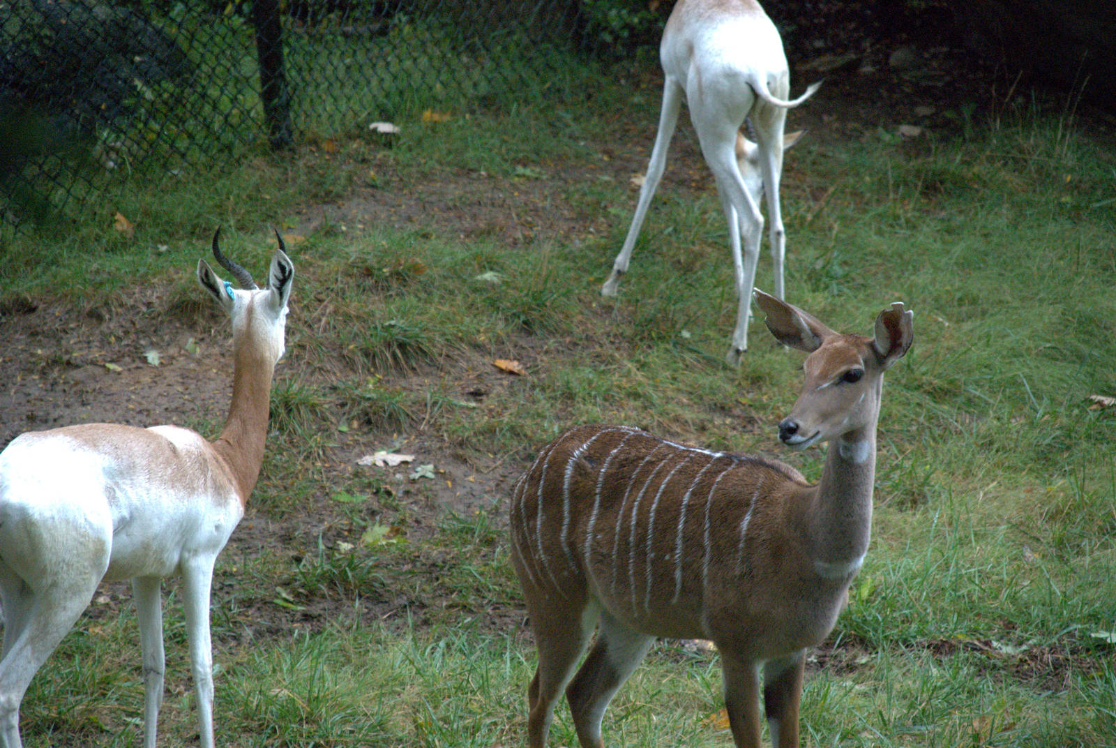 Southern Lesser Kudu/Addra Gazelle