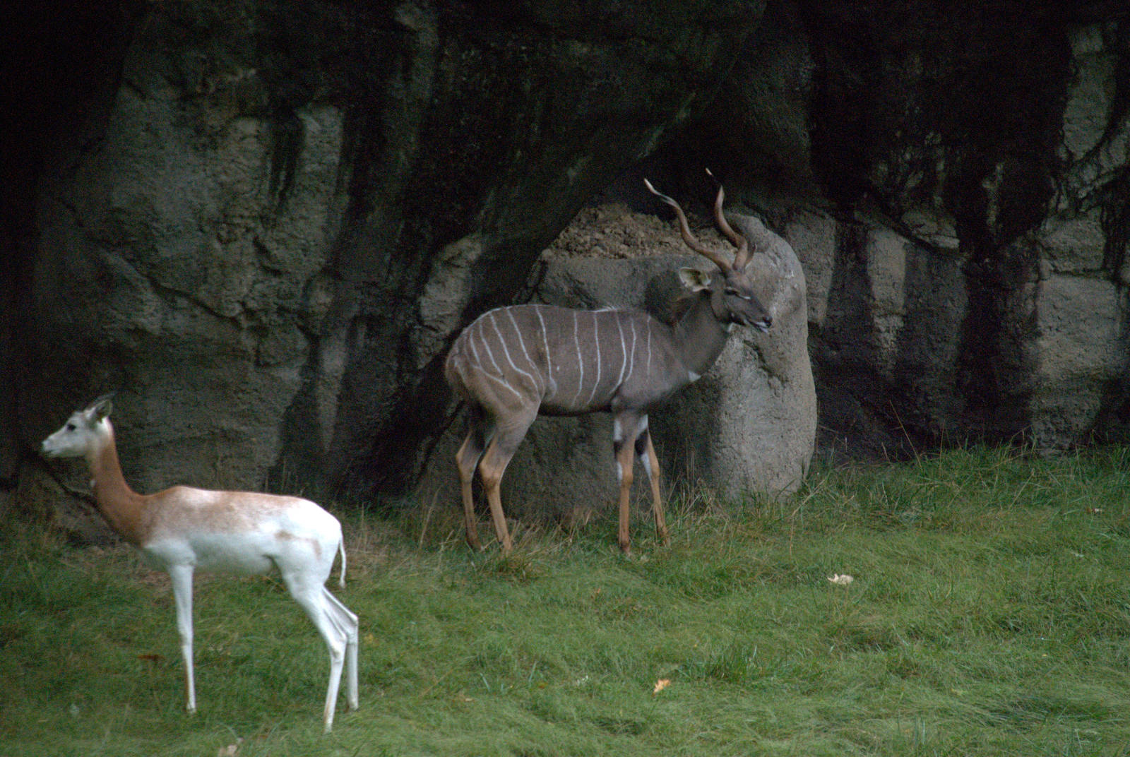 Southern Lesser Kudu/Addra Gazelle