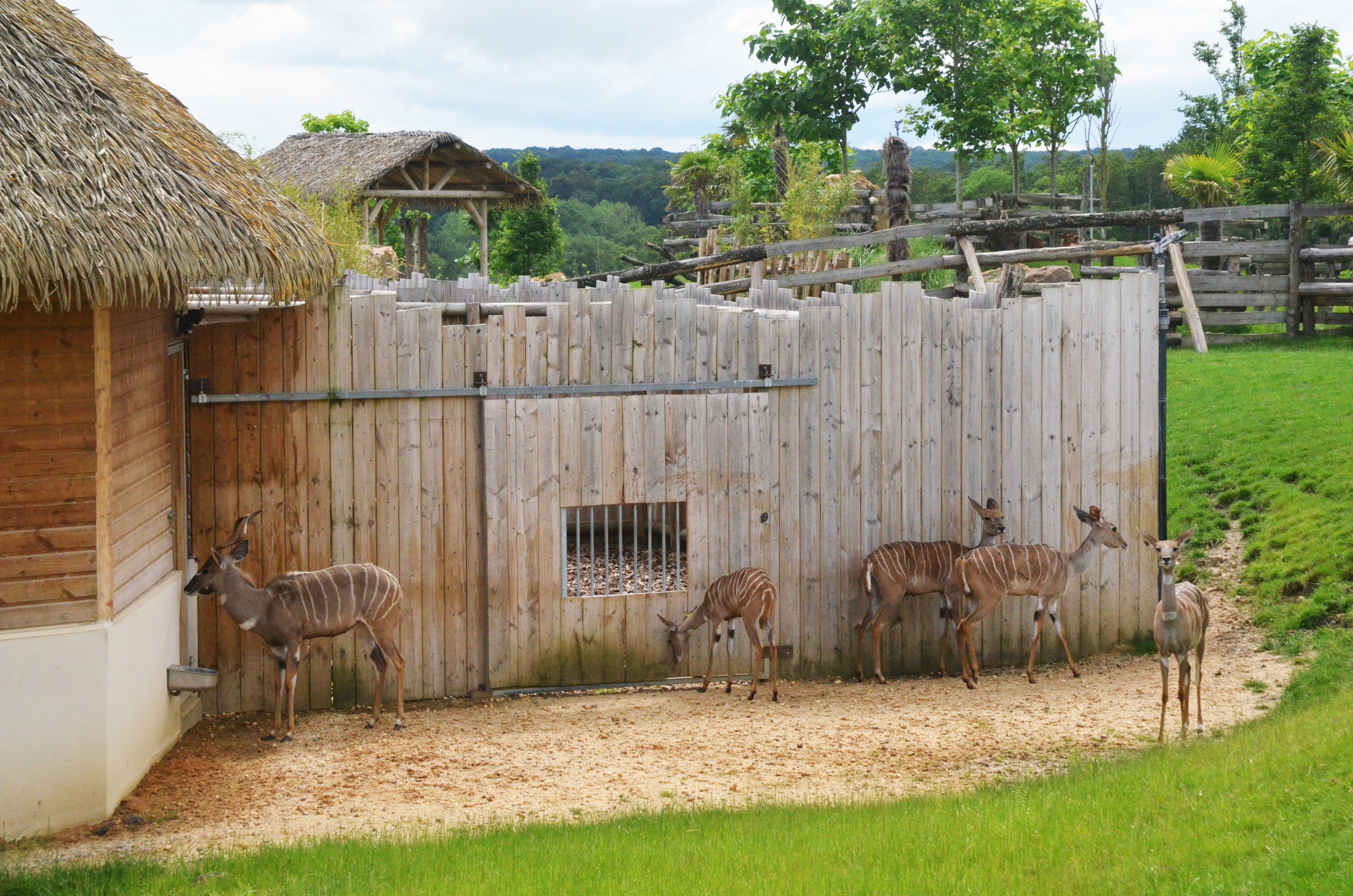 Southern Lesser Kudu at Beauval, 12/06/18