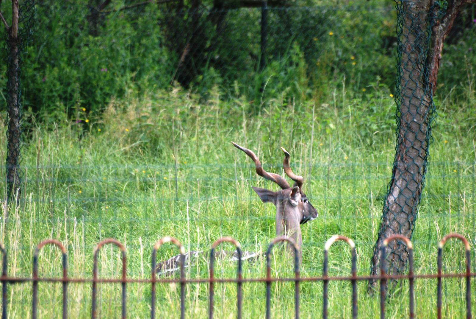 Southern Lesser Kudu at Chester, 15/07/12