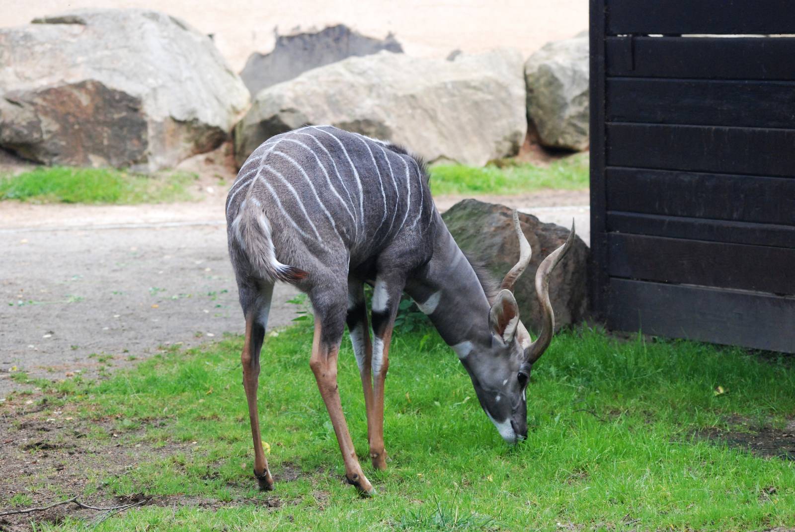 Southern Lesser Kudu at Dvur Kralove, 27/08/12