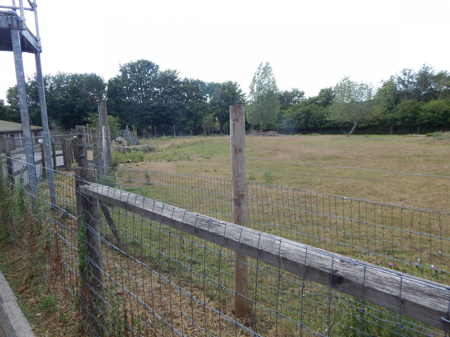 Southern lesser kudu enclosure 150725