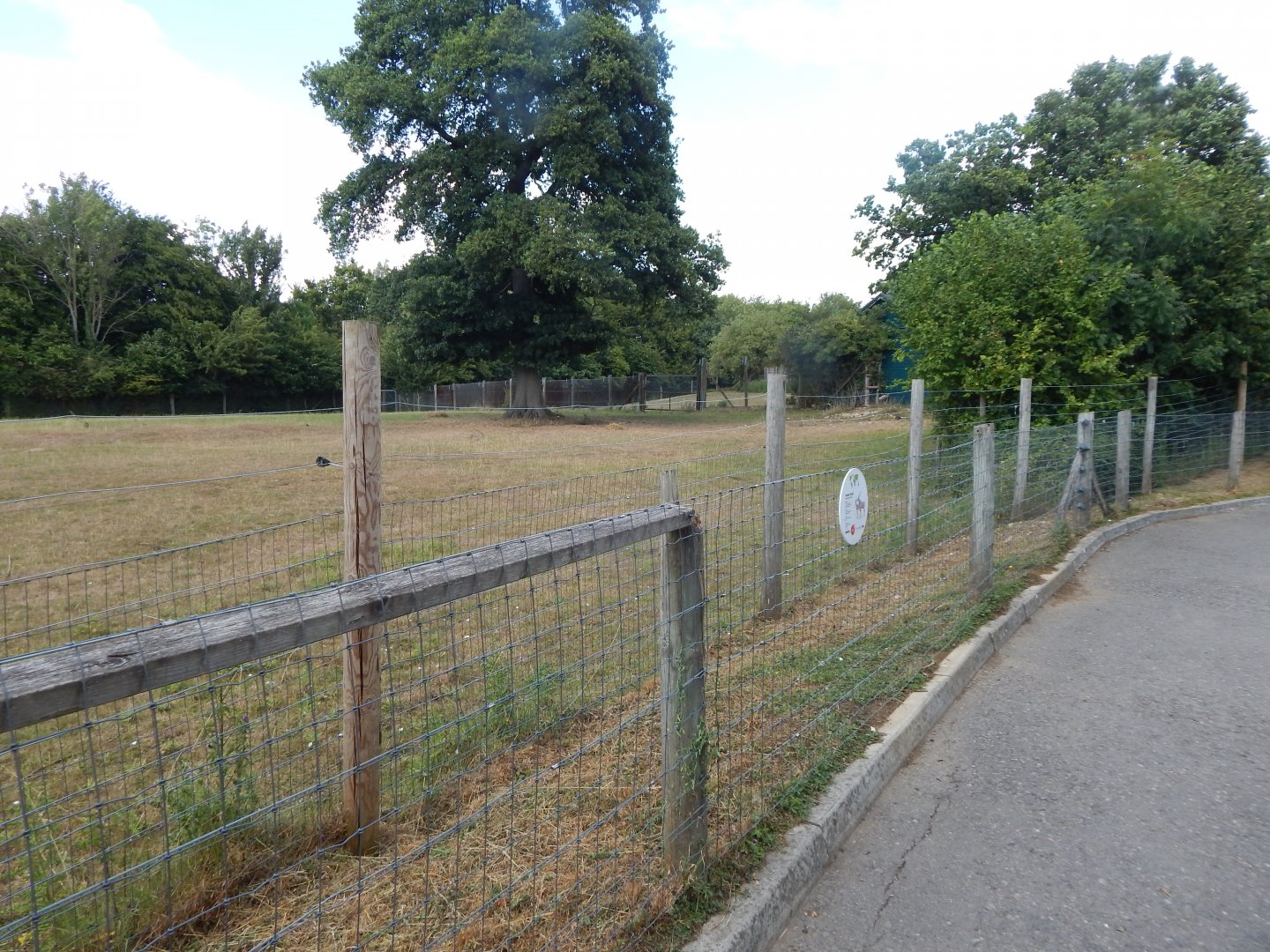 Southern lesser kudu enclosure 150725