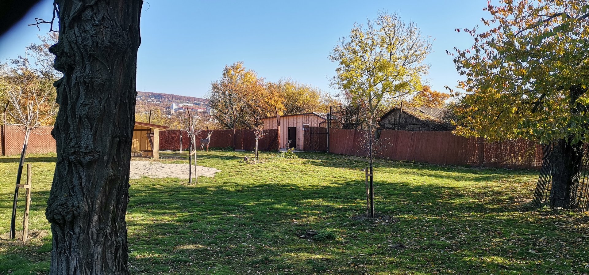 Southern Lesser Kudu exhibit