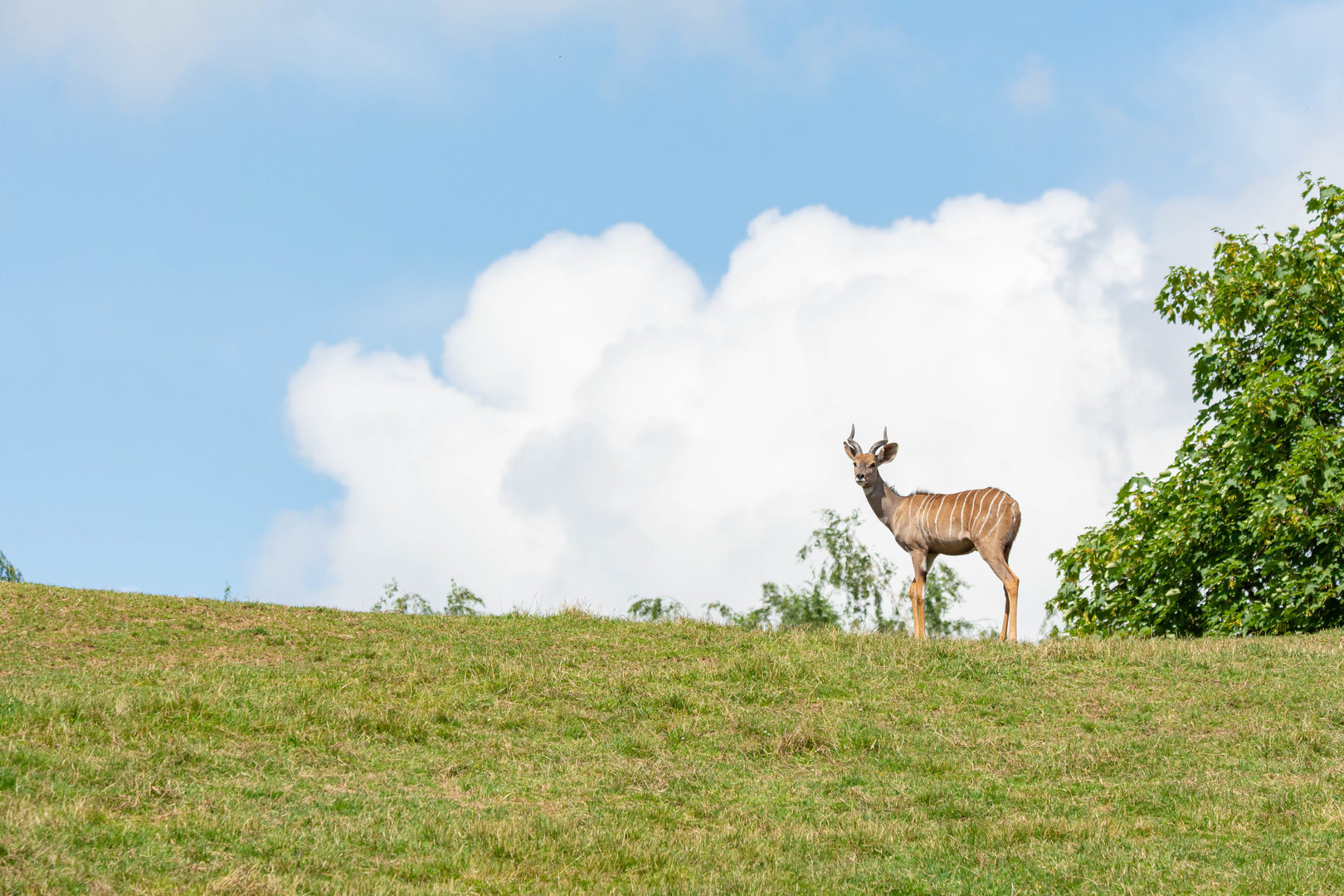 Southern lesser kudu (Tragelaphus imberbis australis) - 07/21