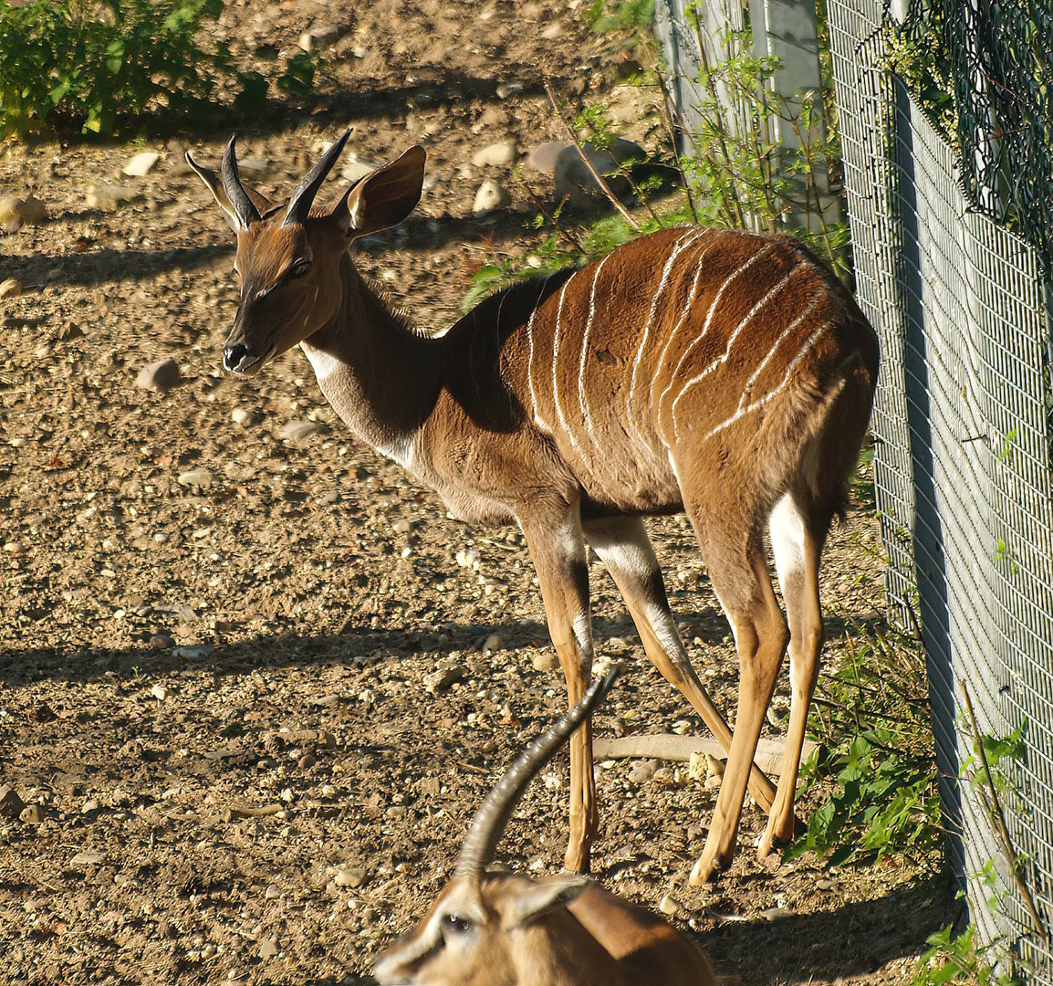 Southern lesser kudu (Tragelaphus imberbis australis), 2013-09-29