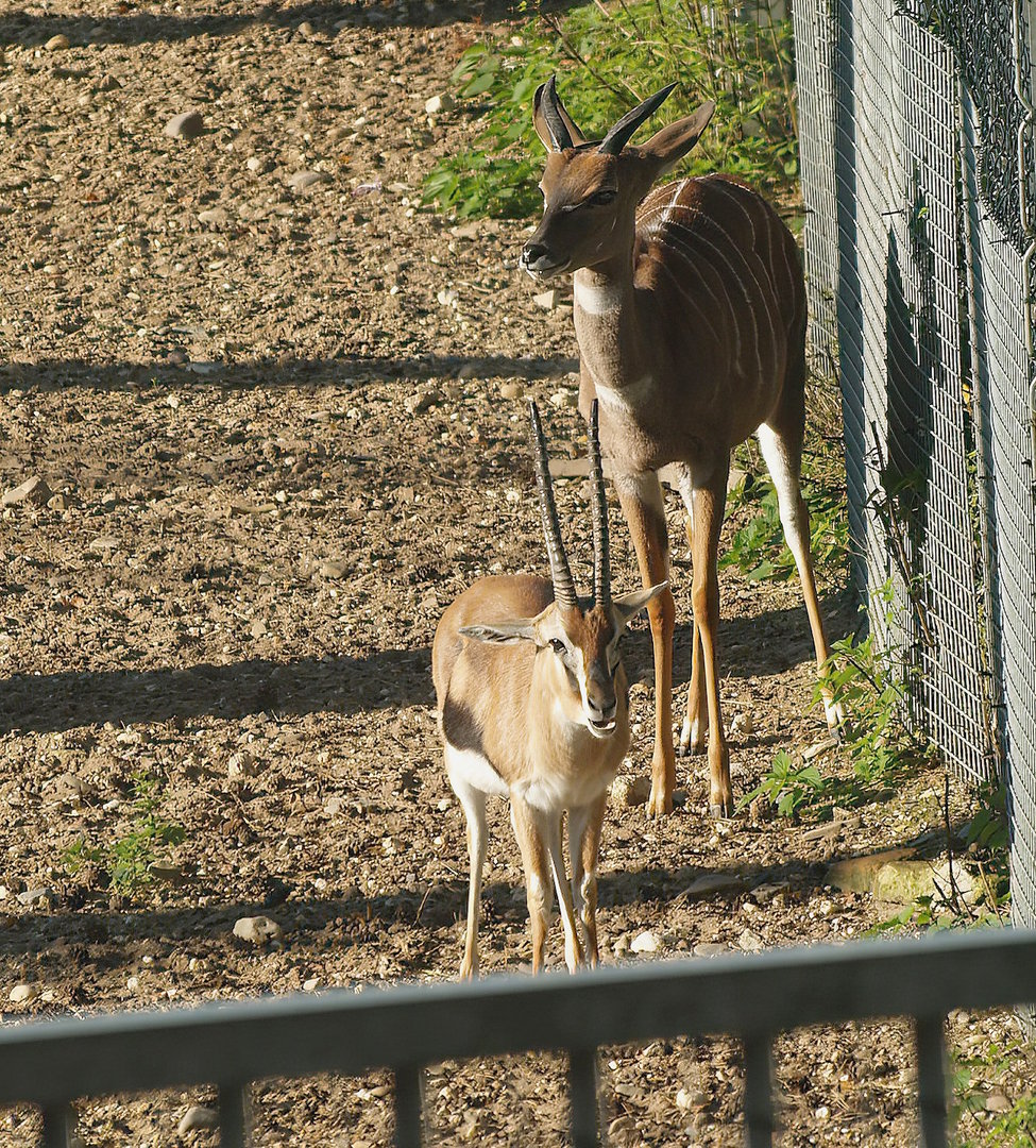 Southern lesser kudu (Tragelaphus imberbis australis) and Thomson's gazelle (Eudorcas thomsonii), 2013-09-29