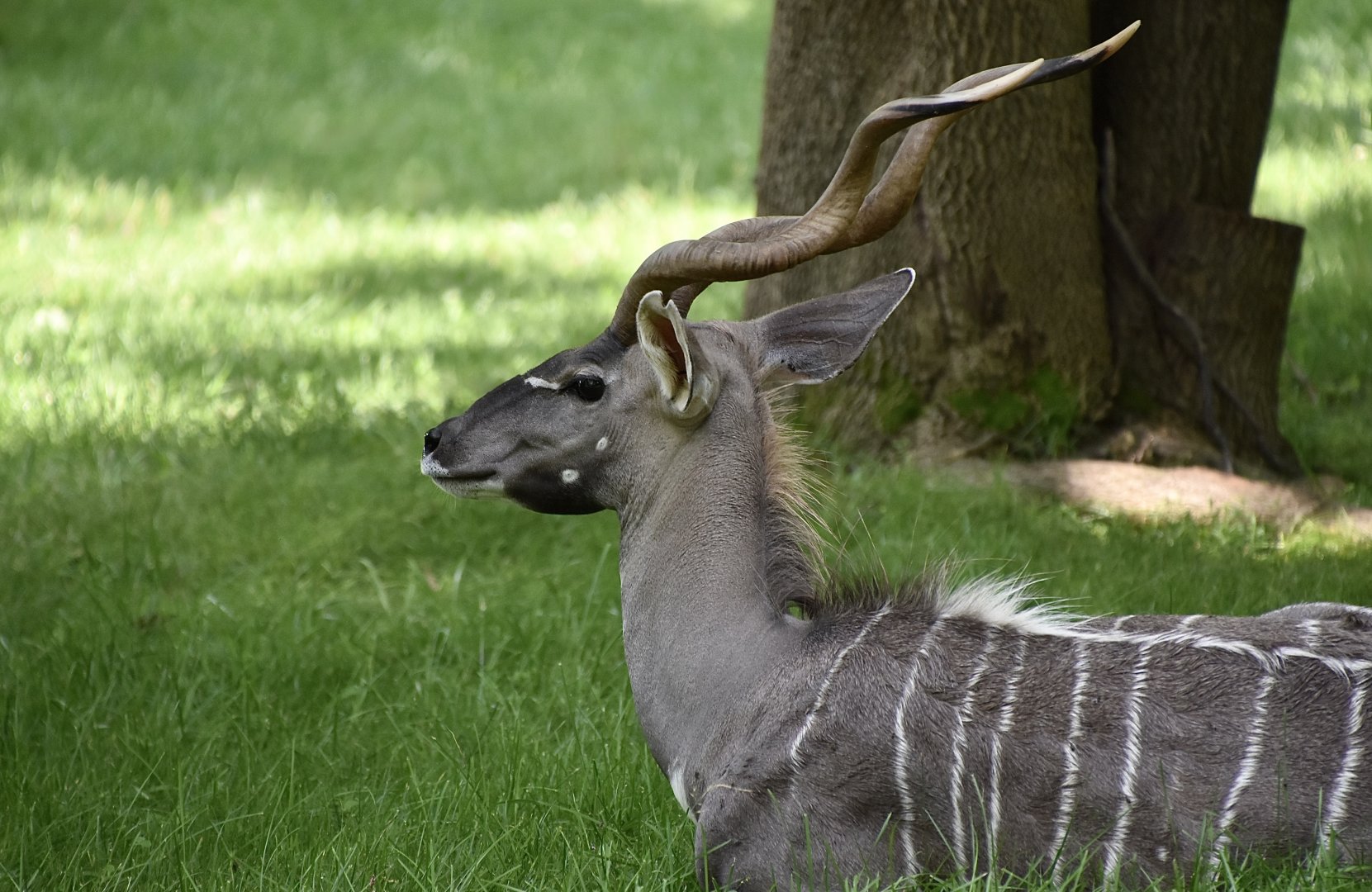 Southern Lesser Kudu (Tragelaphus imberbis australis) male