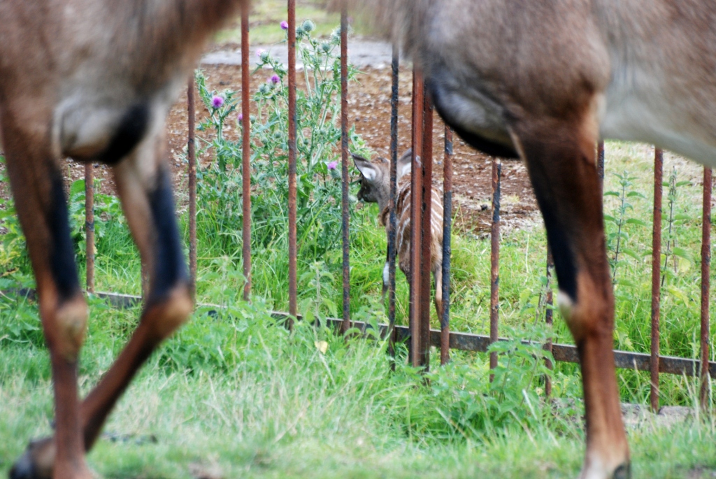 Southern Lesser Kudu Young at Chester, 27/07/14