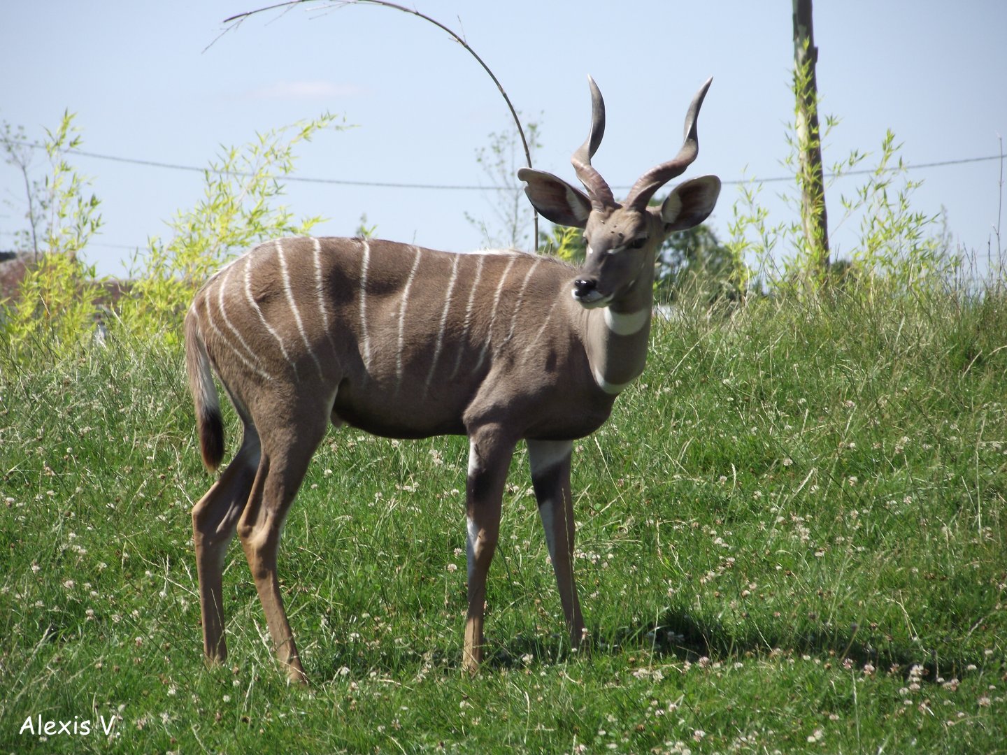 Southern Lesser Kudu - Zooparc de Beauval - 07/2017