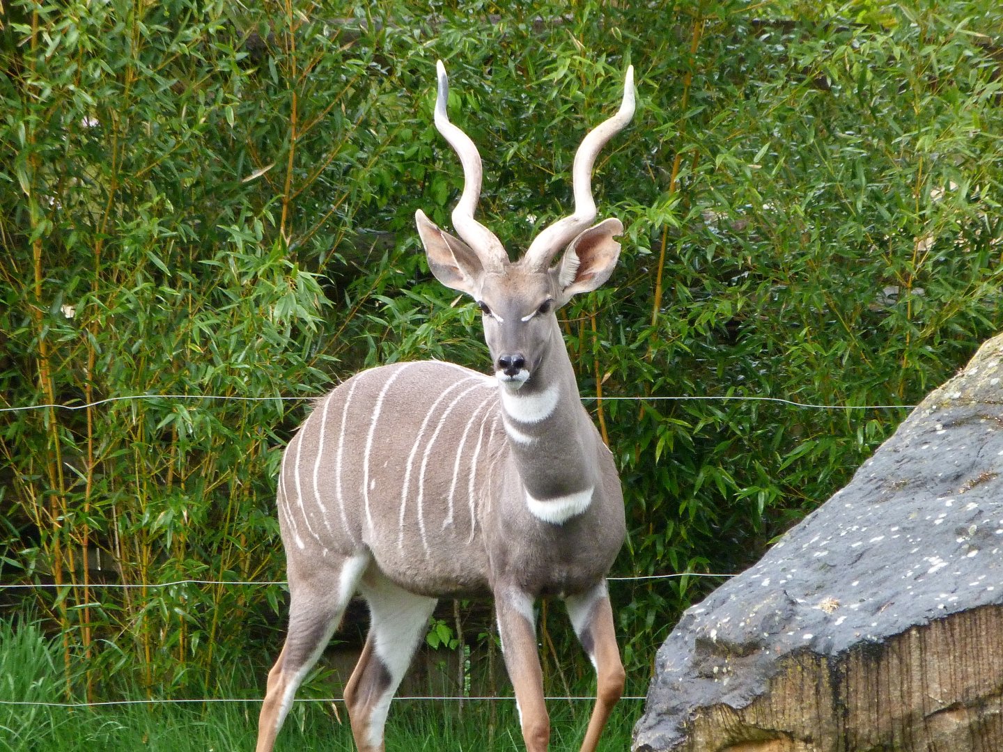 Southern lesser kudu -ZooParc de Beauval (2025)