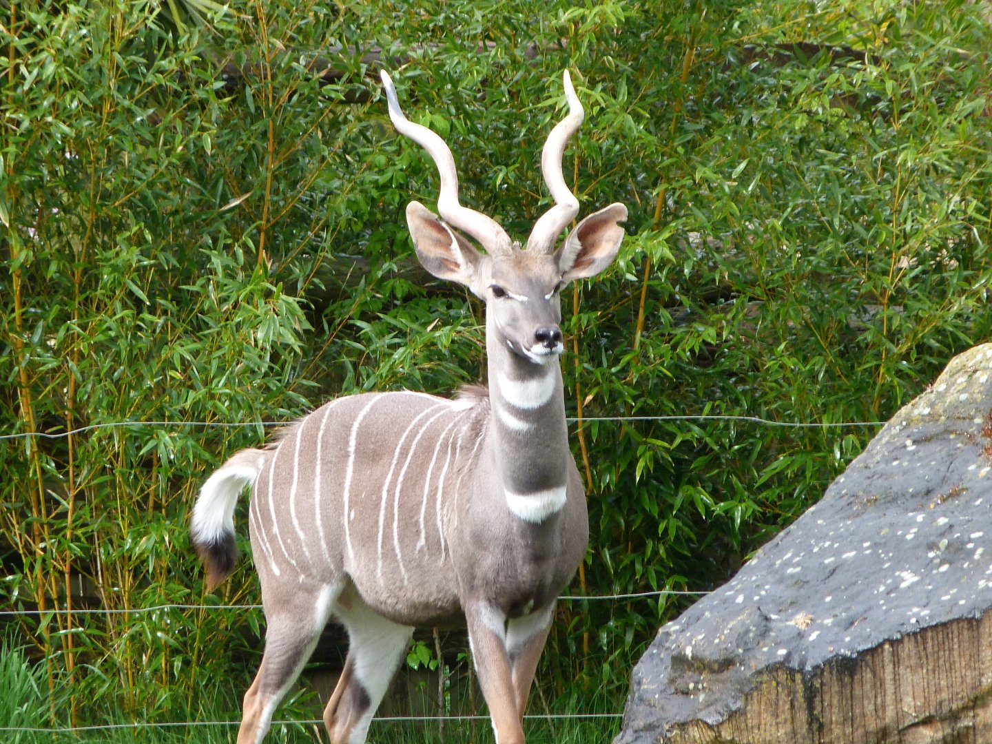 Southern lesser kudu -ZooParc de Beauval (2025)
