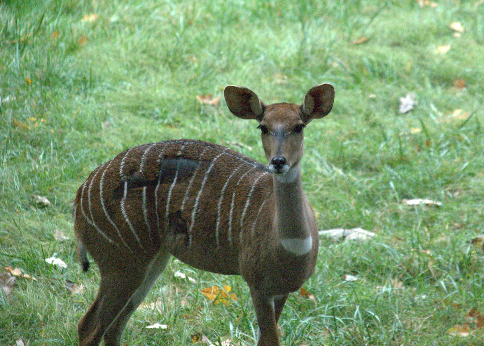 Southern Lesser Kudu