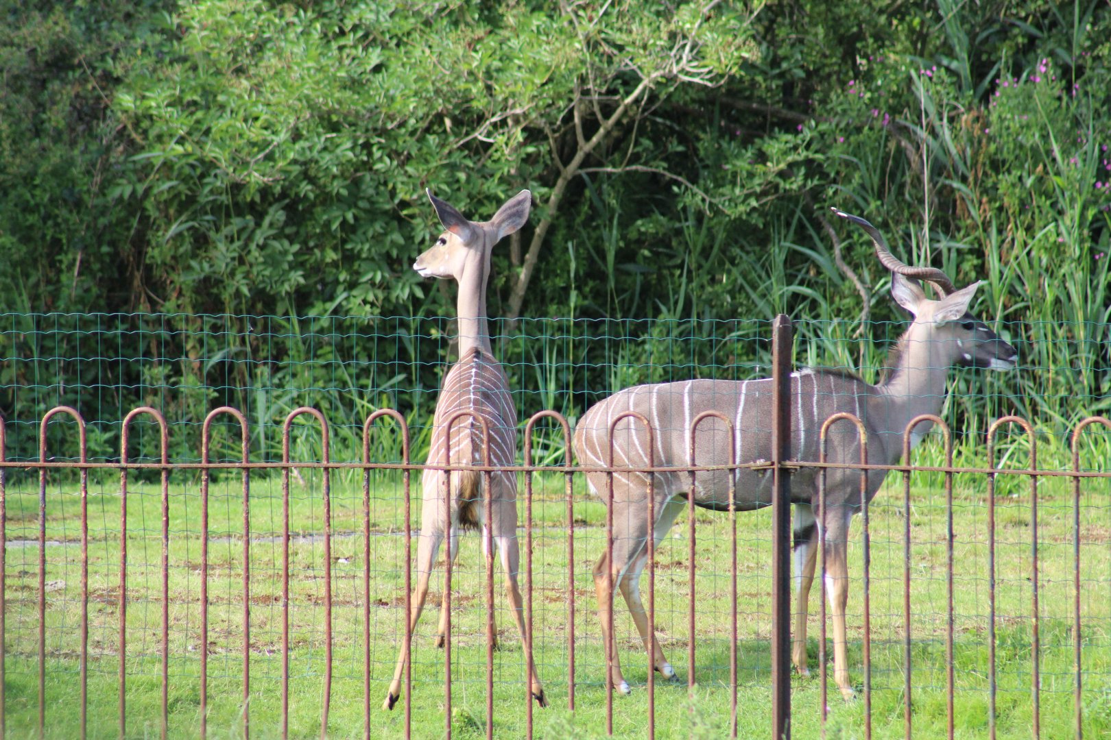 Southern Lesser Kudu