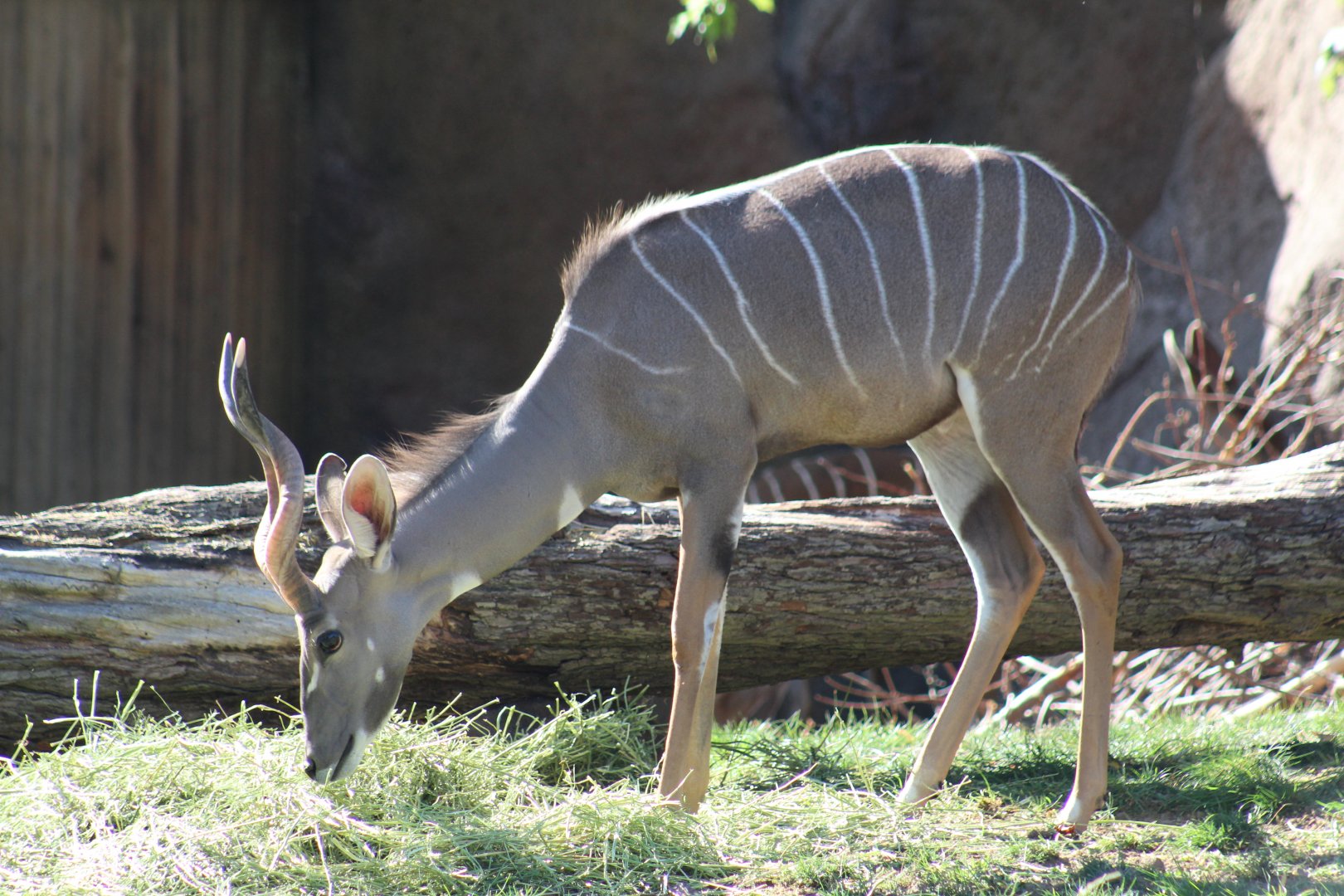 Southern Lesser Kudu