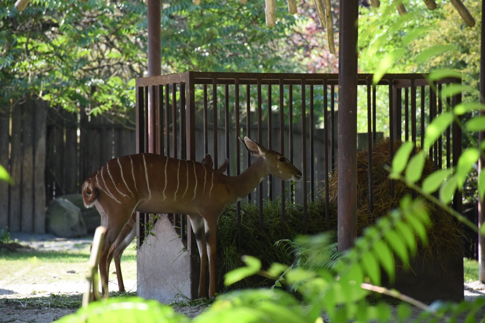 Southern lesser kudu