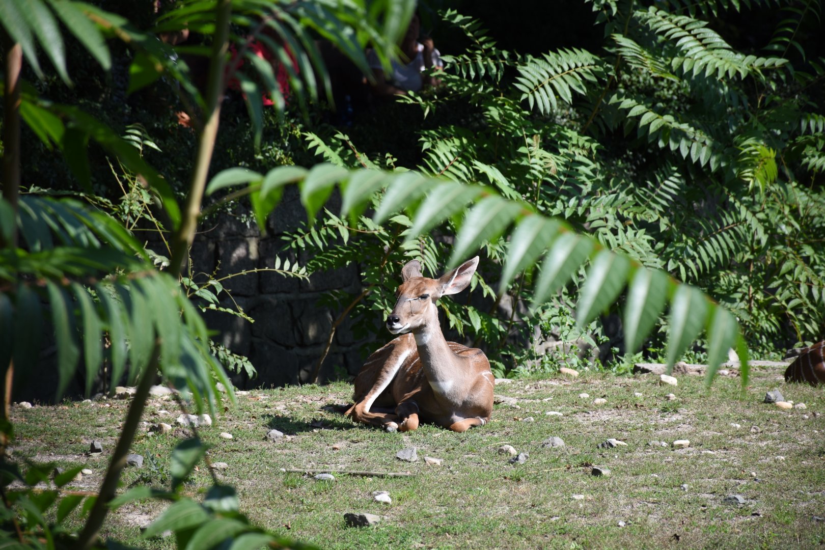 Southern lesser kudu