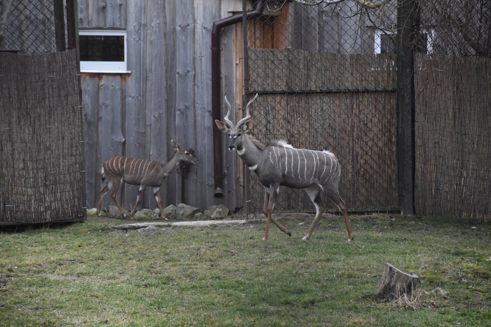 Southern lesser kudu