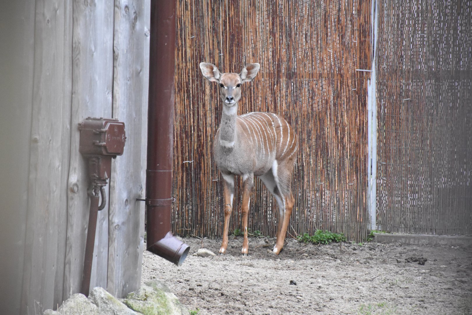 Southern lesser kudu
