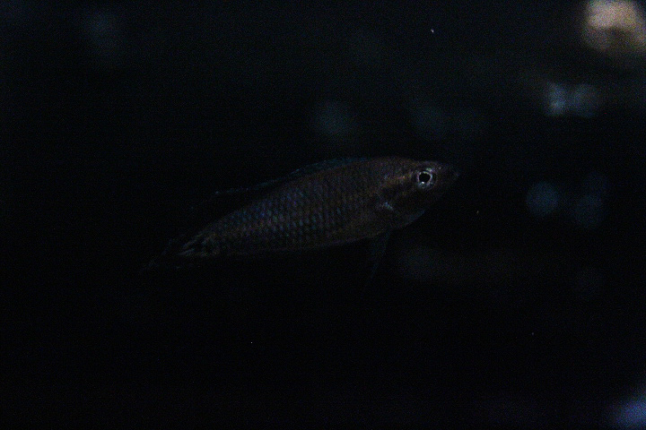 Southern licorice gourami (Parosphromenus sp. ‘selatan’) - PCBA