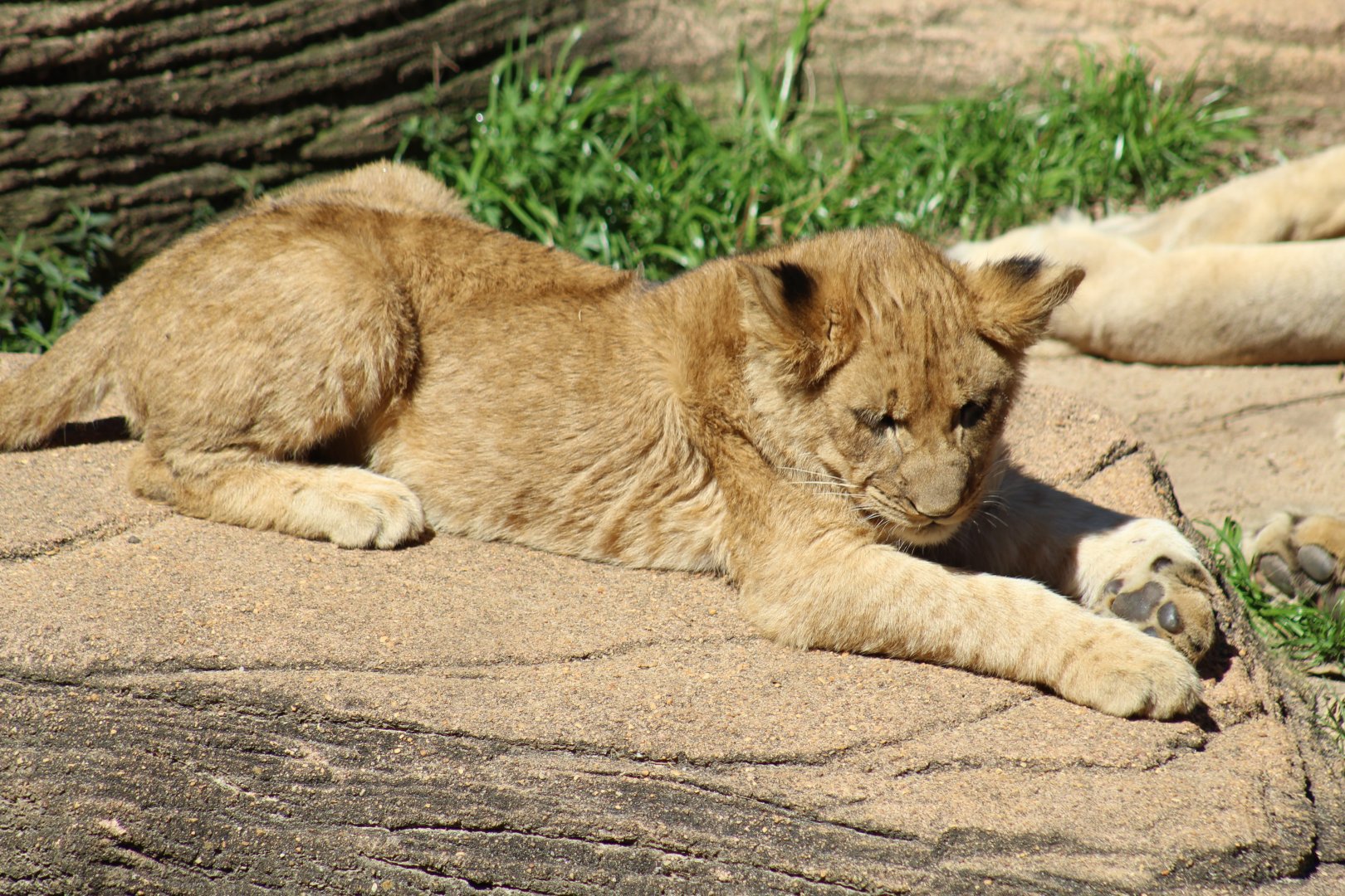 Southern Lion Cub