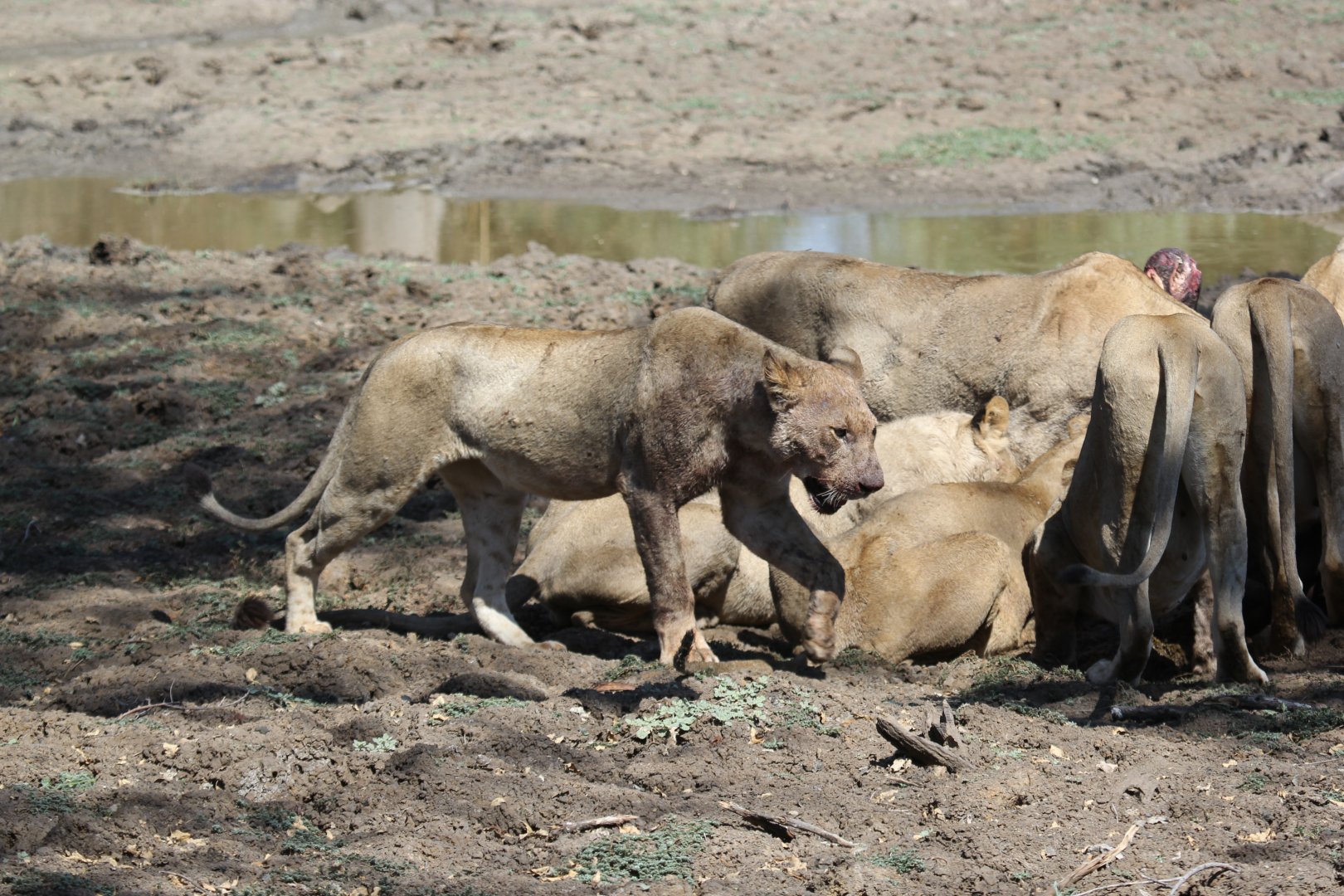Southern Lion (Panthera leo melanochaita)