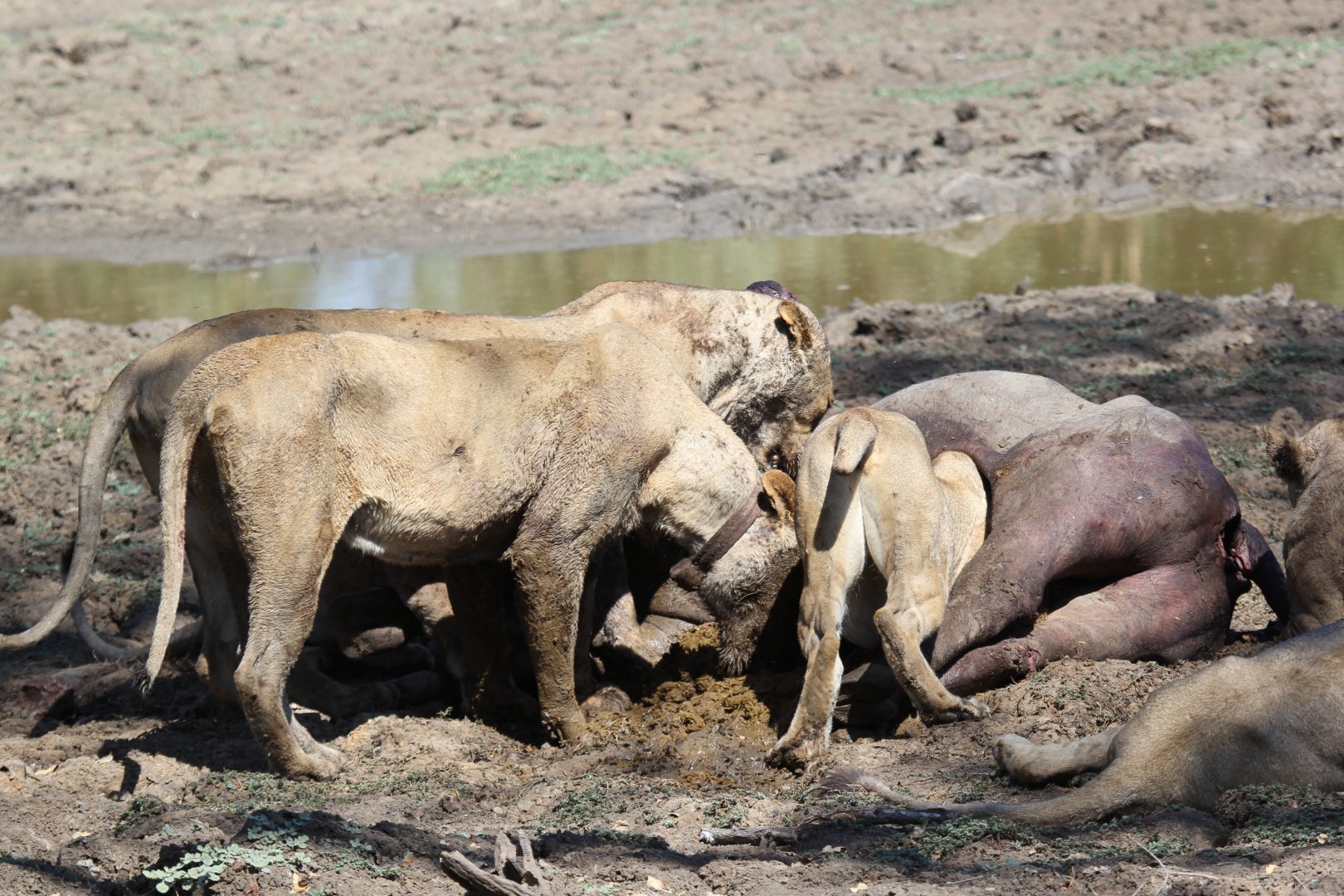 Southern Lion (Panthera leo melanochaita)