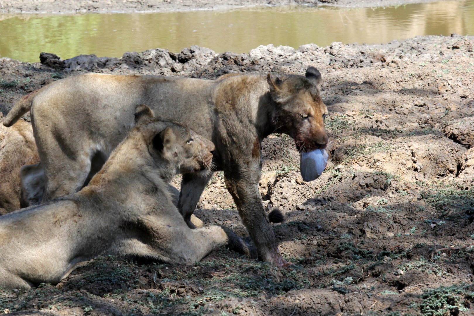 Southern Lion (Panthera leo melanochaita)