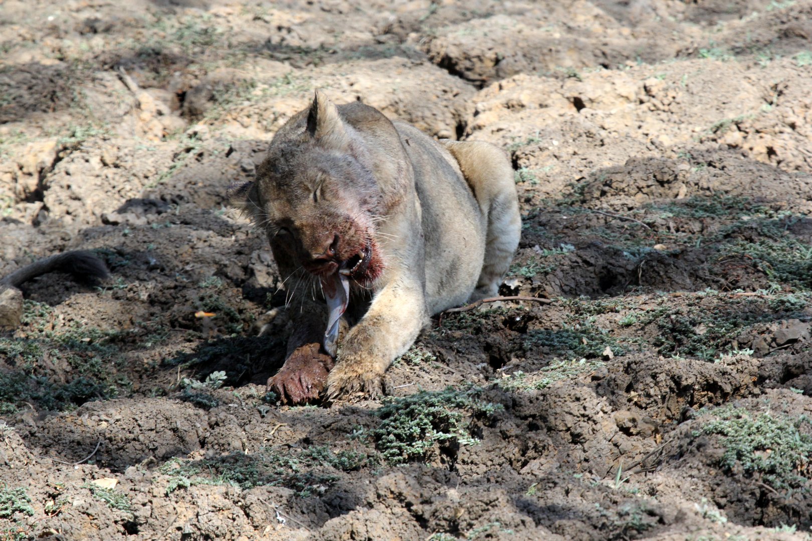 Southern Lion (Panthera leo melanochaita)