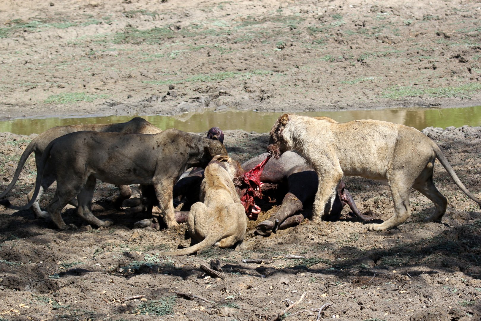 Southern Lion (Panthera leo melanochaita)