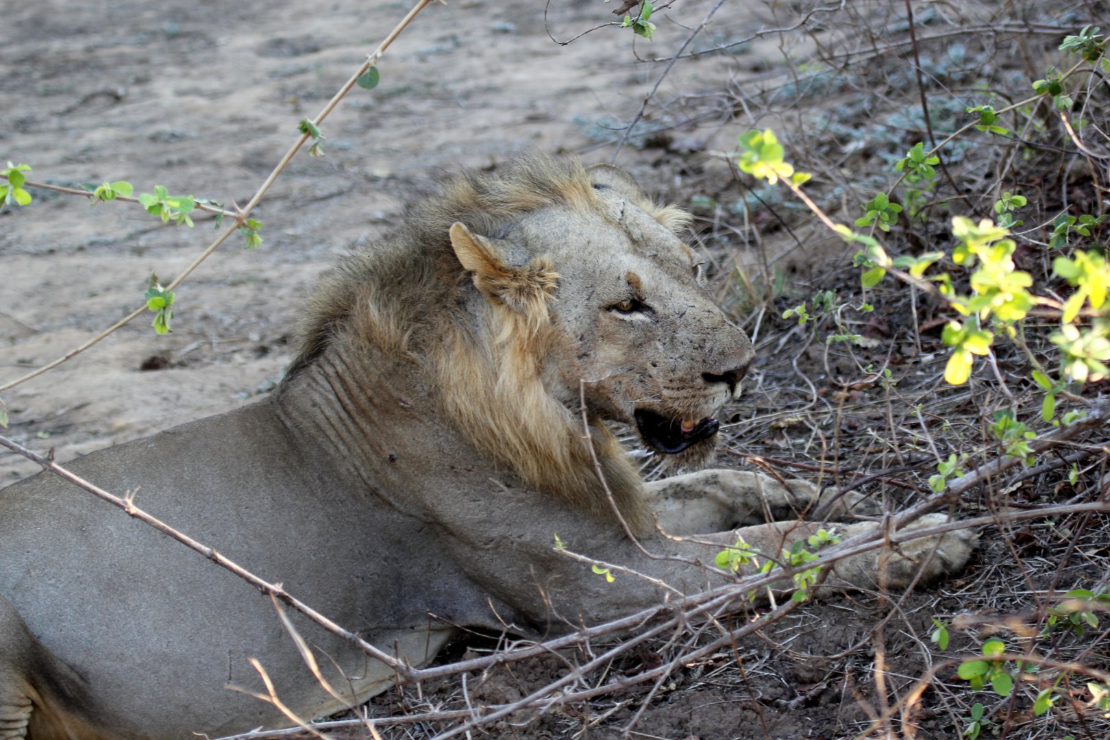 Southern Lion (Panthera leo melanochaita)