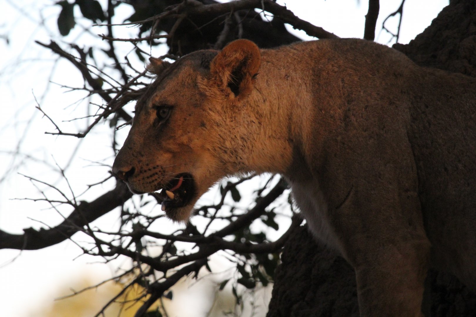 Southern Lion (Panthera leo melanochaita)