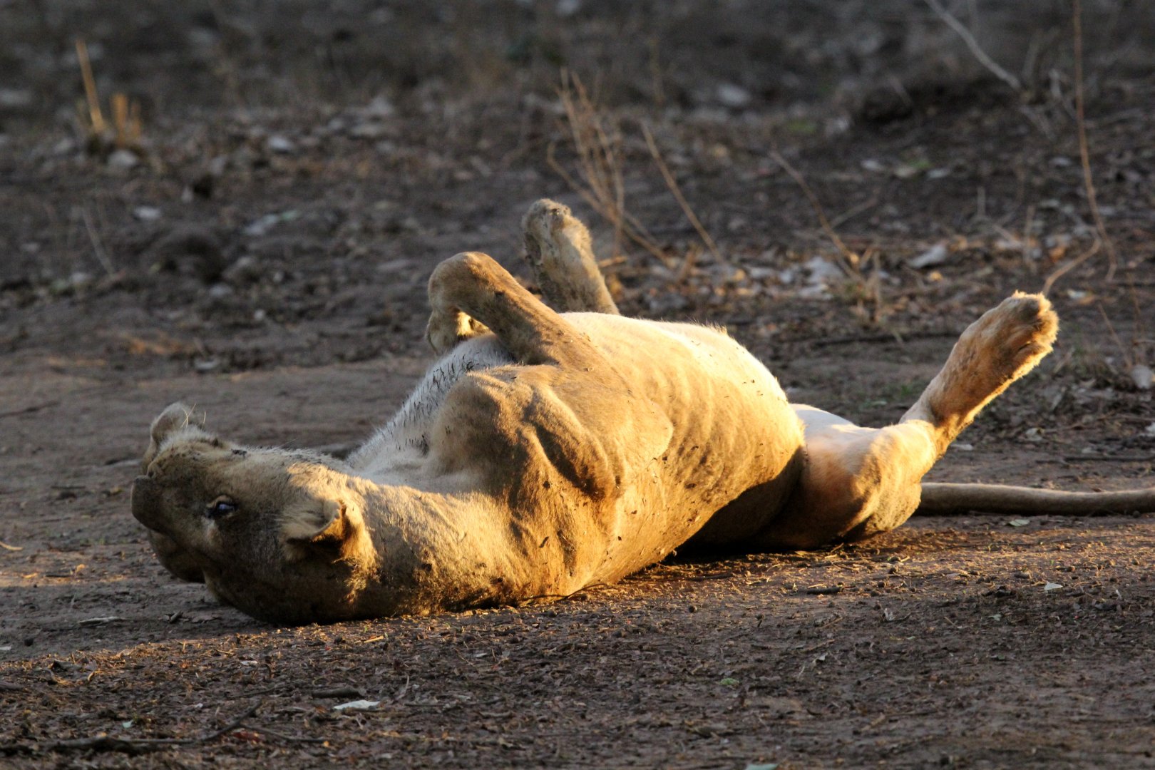 Southern Lion (Panthera leo melanochaita)