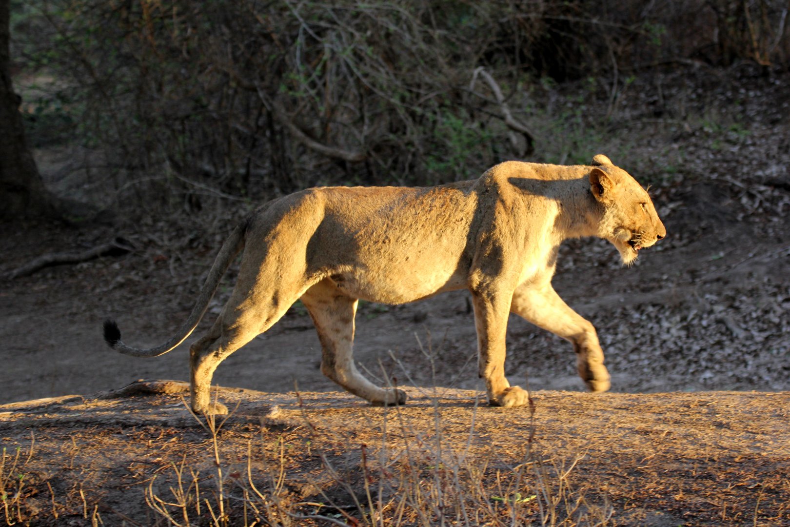 Southern Lion (Panthera leo melanochaita)