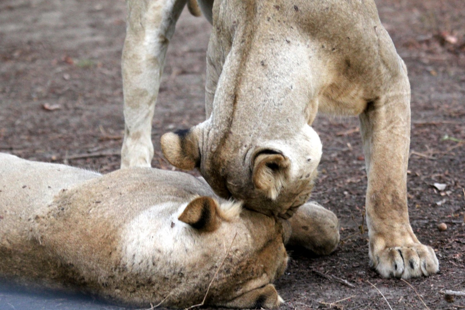 Southern Lion (Panthera leo melanochaita)