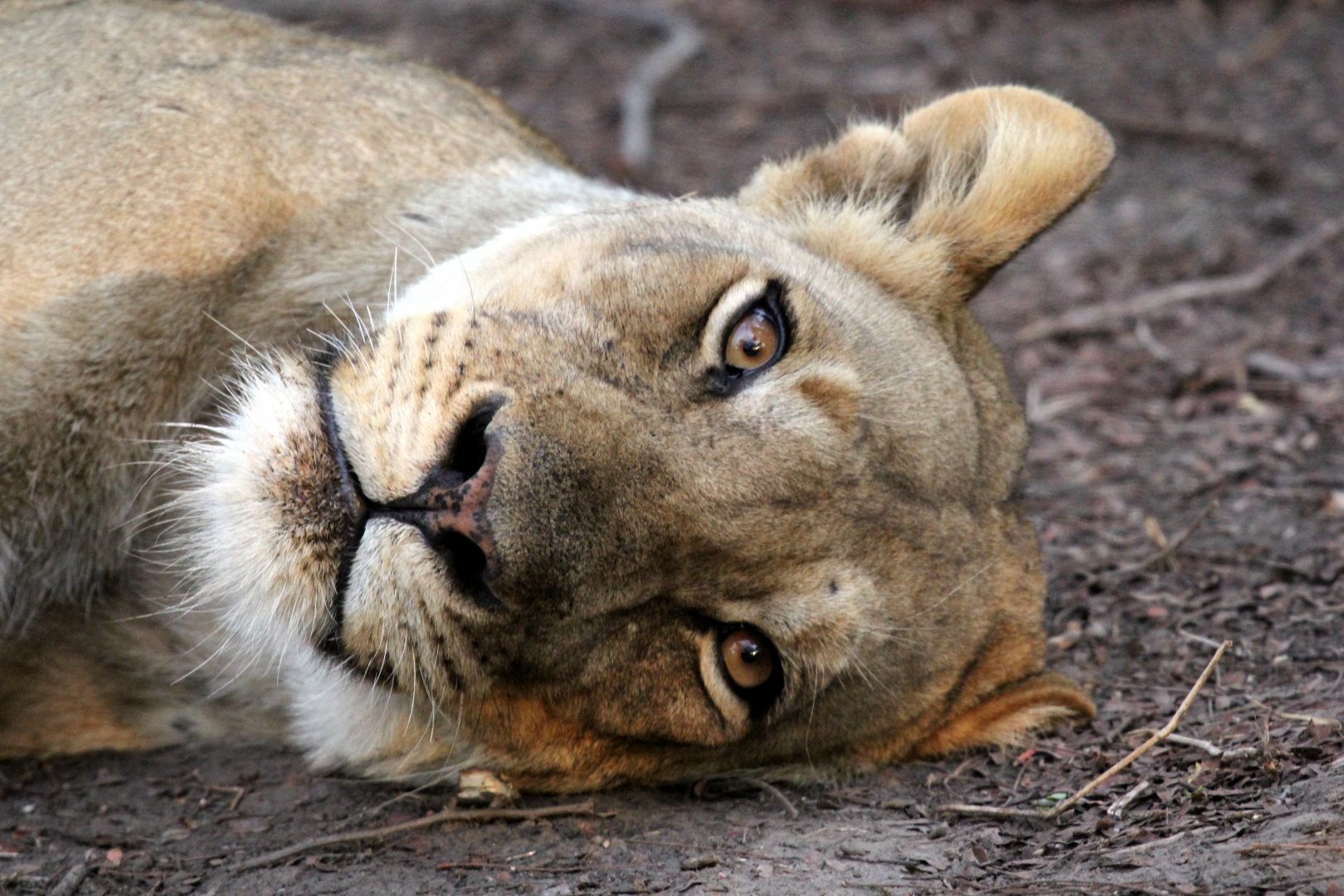 Southern Lion (Panthera leo melanochaita)