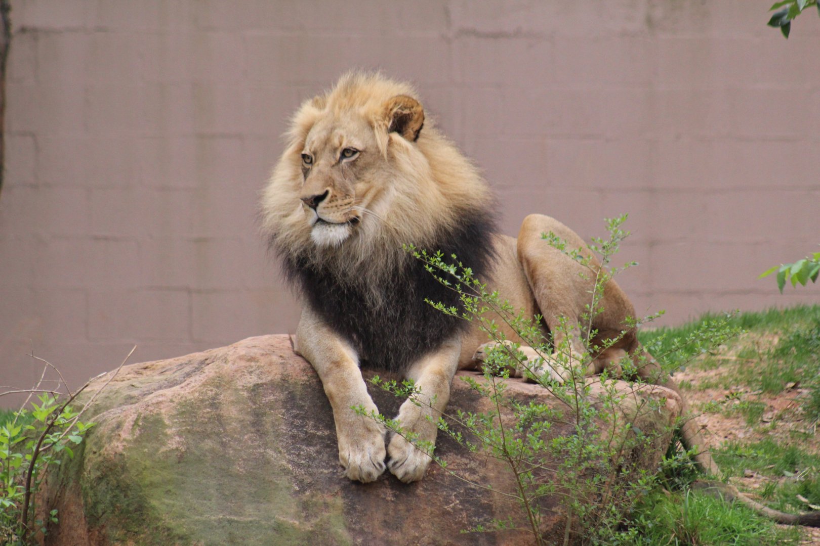 Southern Lion