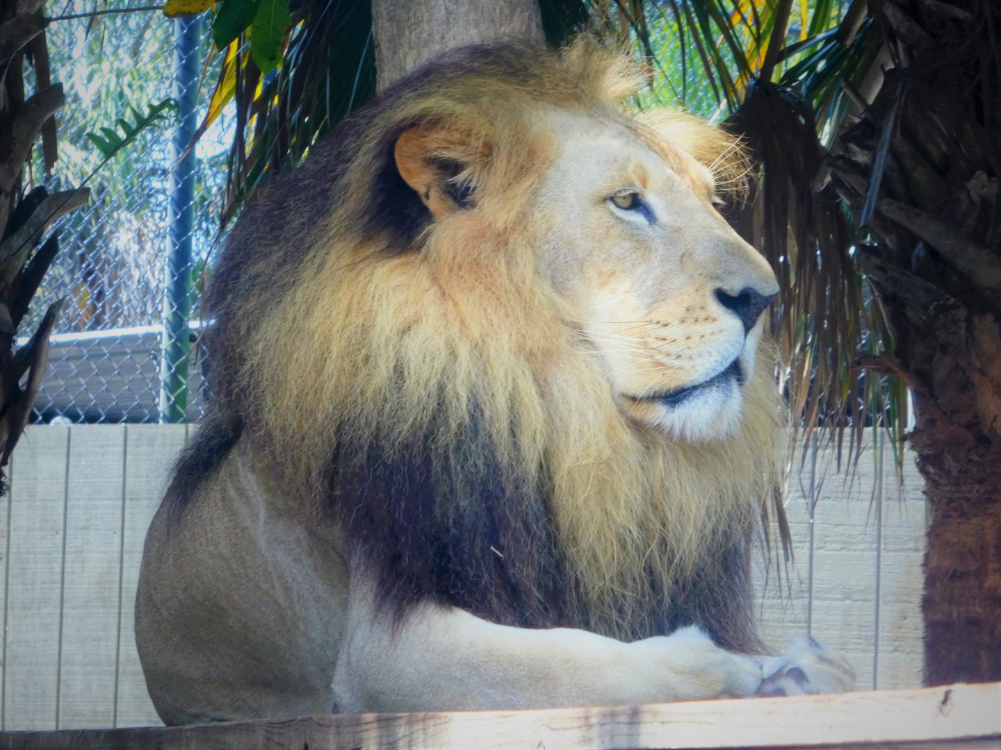 Southern Lion
