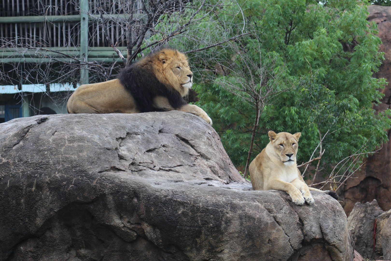 Southern Lions