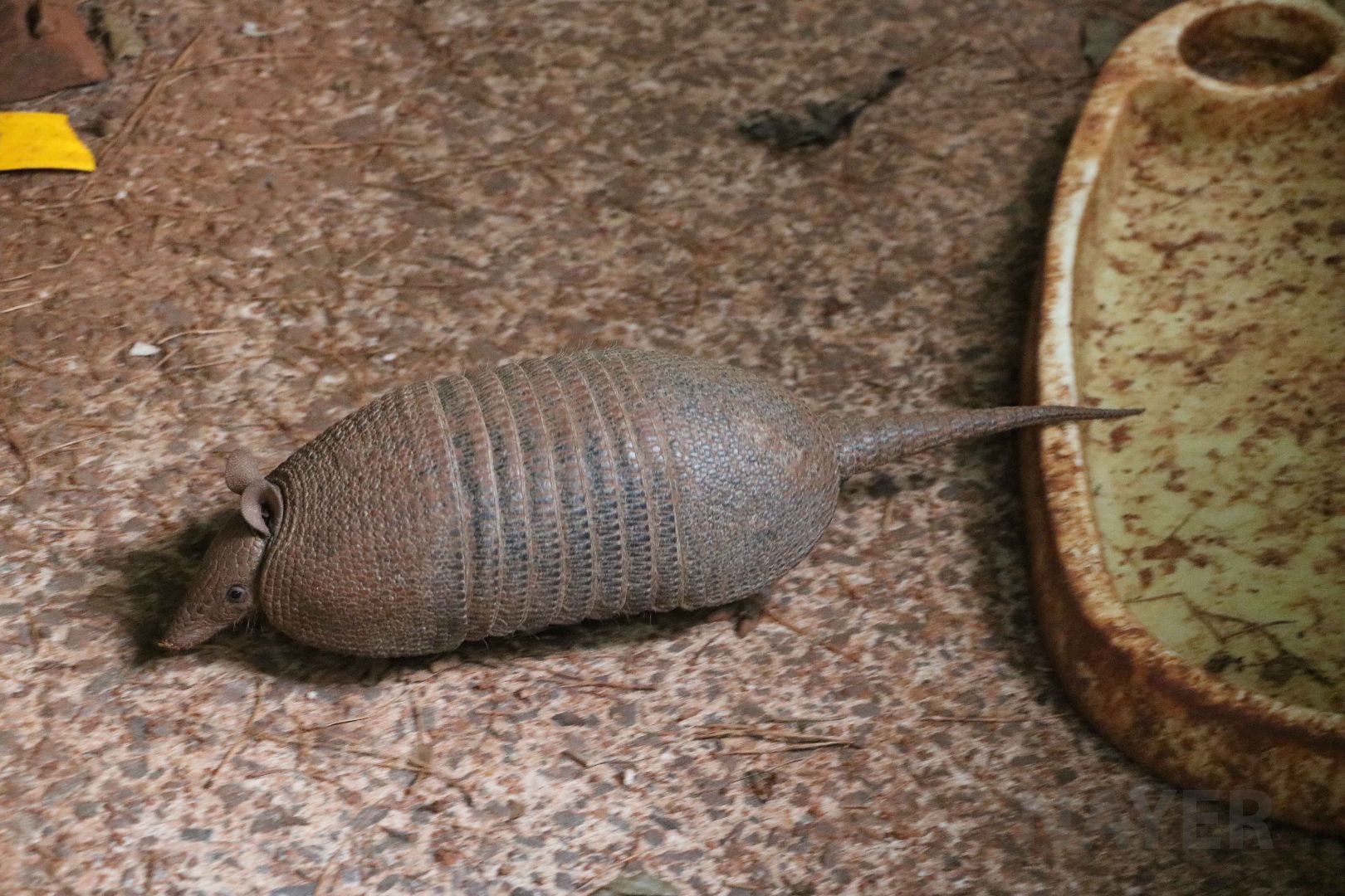 Southern long-nosed armadillo, April 2016