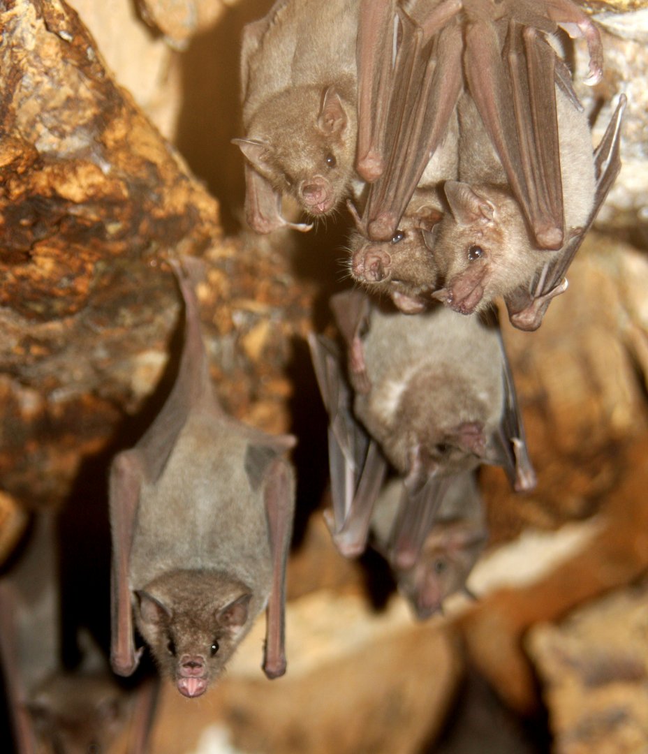 Southern long-nosed bat (Leptonycteris curasoae) 2010
